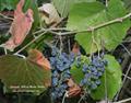 Vitis californica